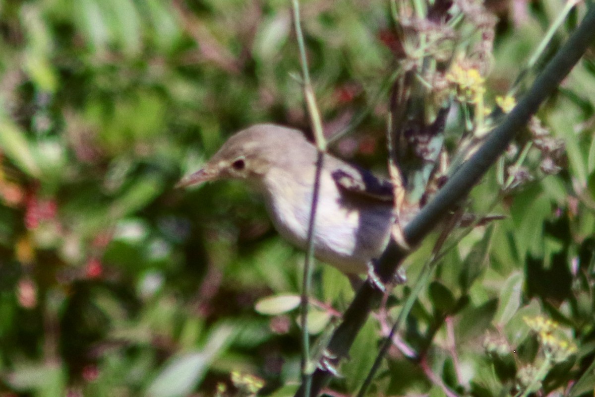 Melodious Warbler - ML263624351