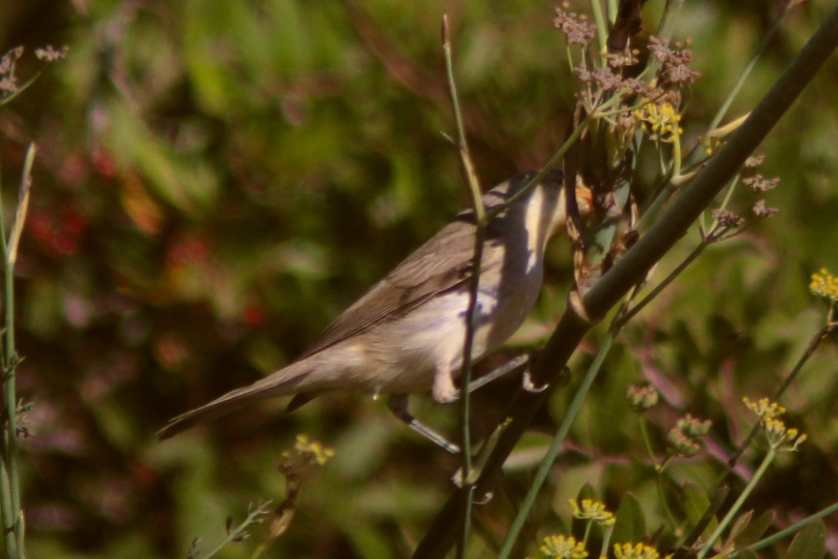 Melodious Warbler - ML263624361