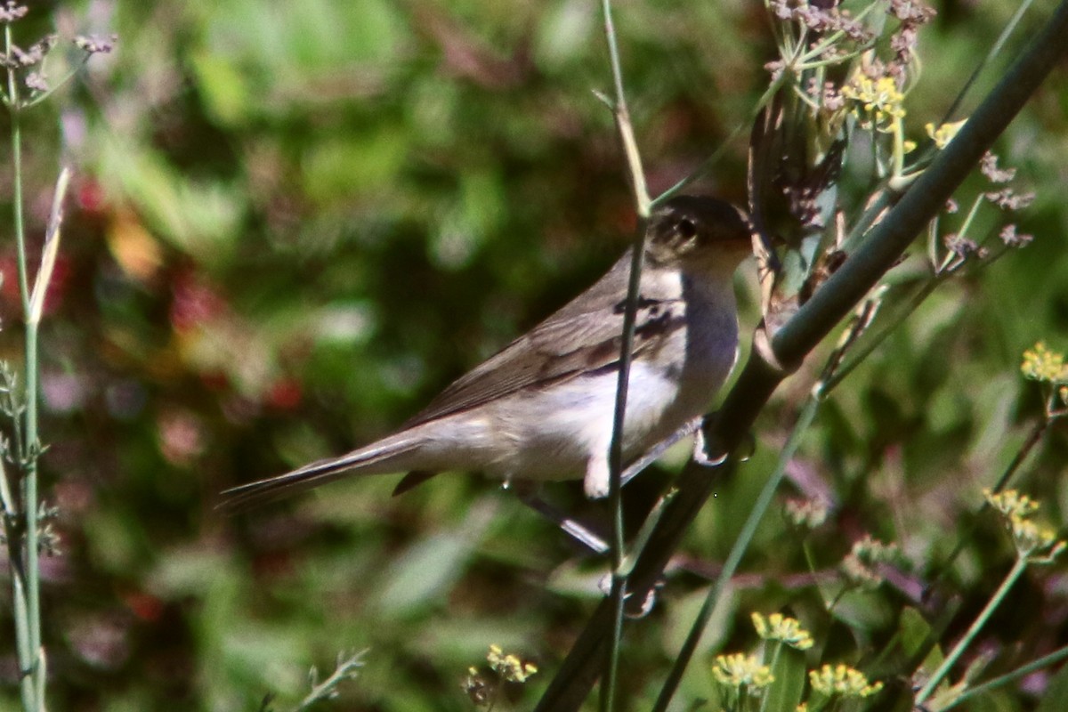Melodious Warbler - ML263624371