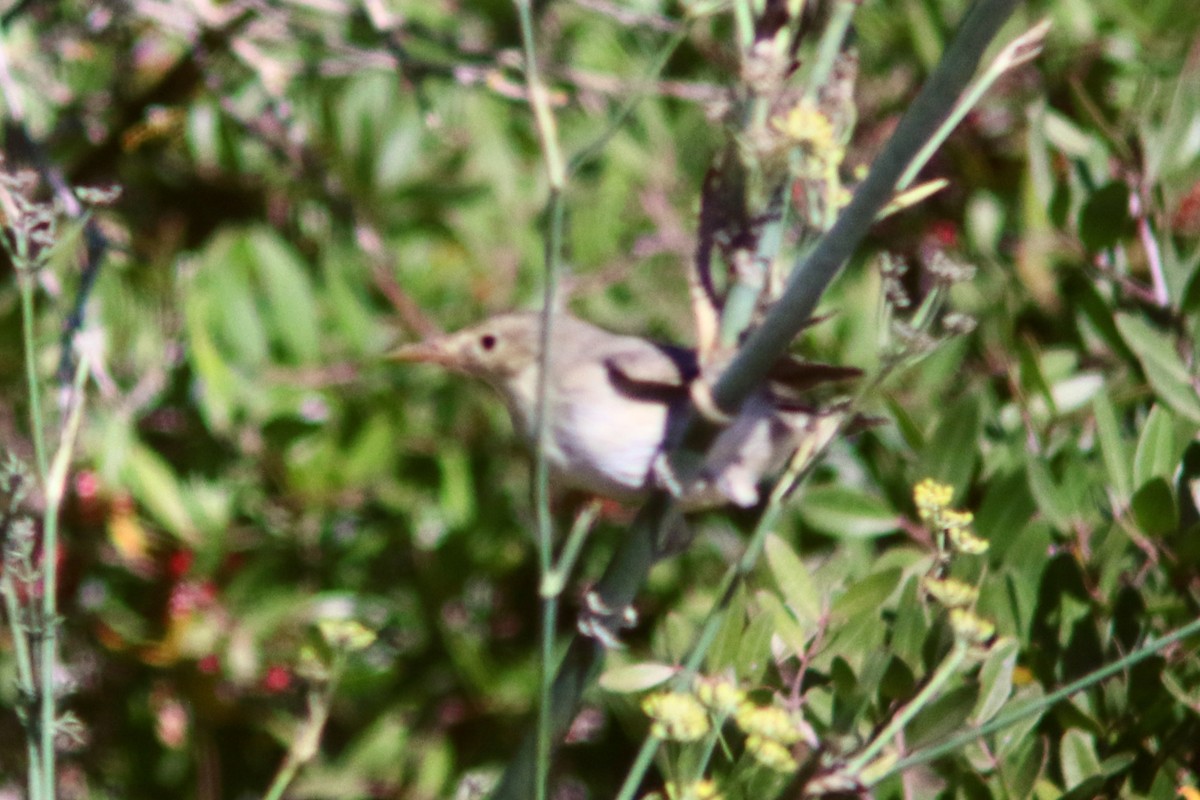 Melodious Warbler - ML263624381