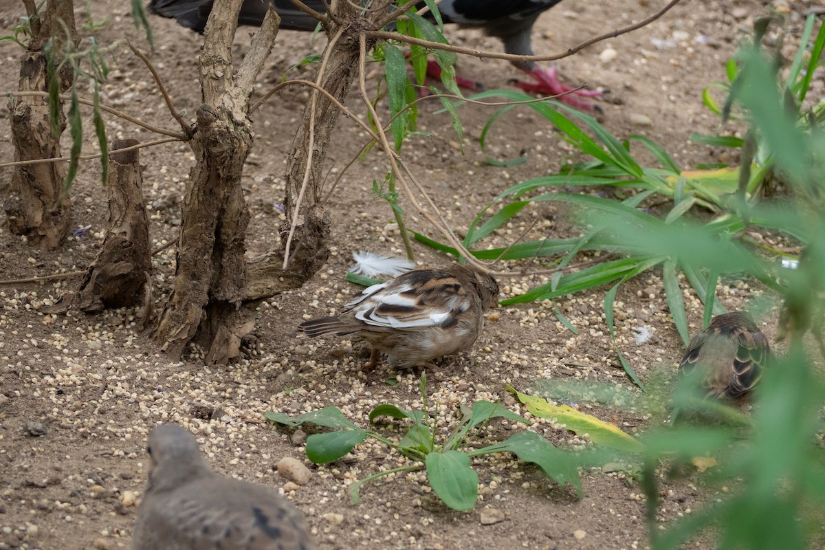 House Sparrow - ML263624751