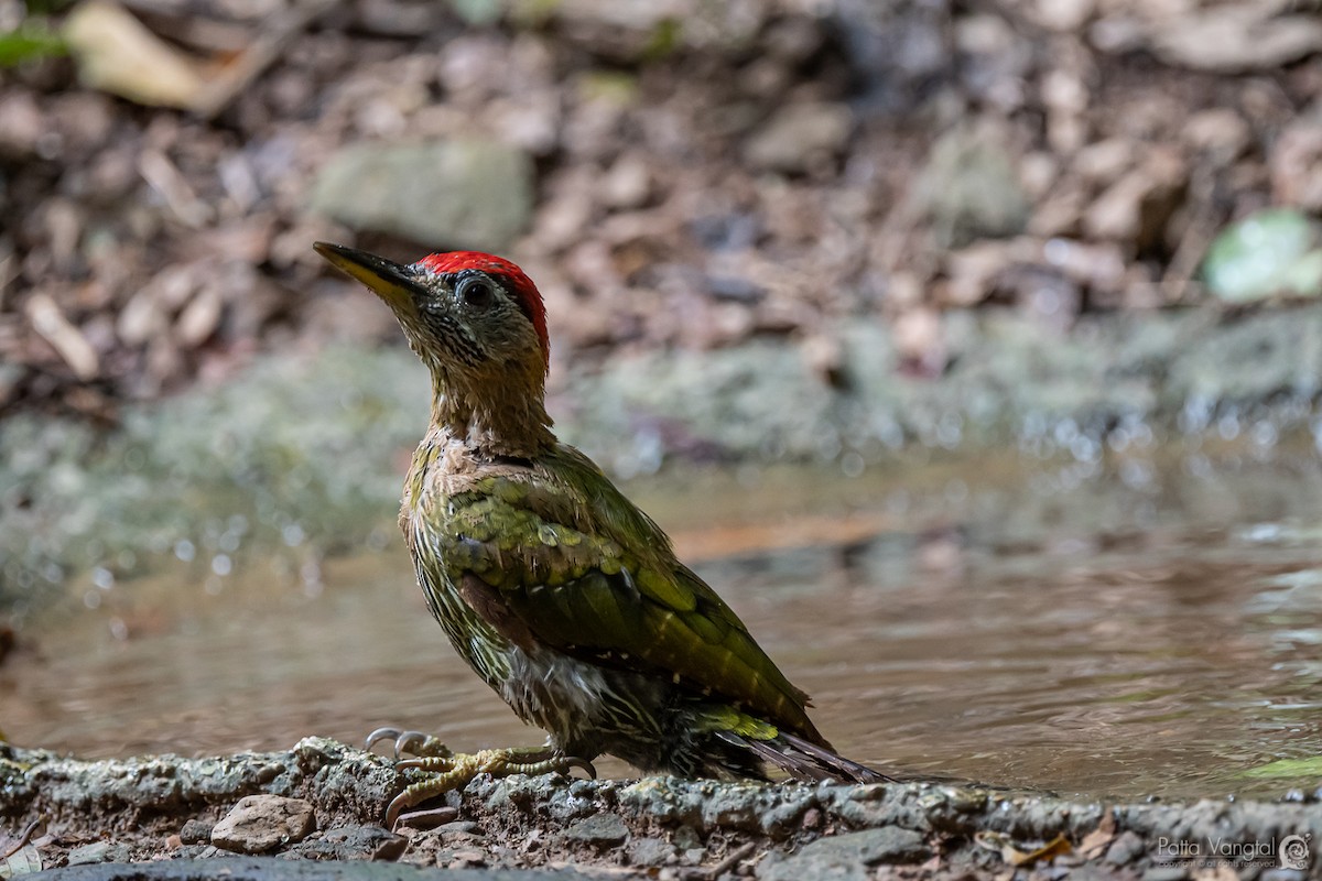 Streak-breasted Woodpecker - Pattaraporn Vangtal