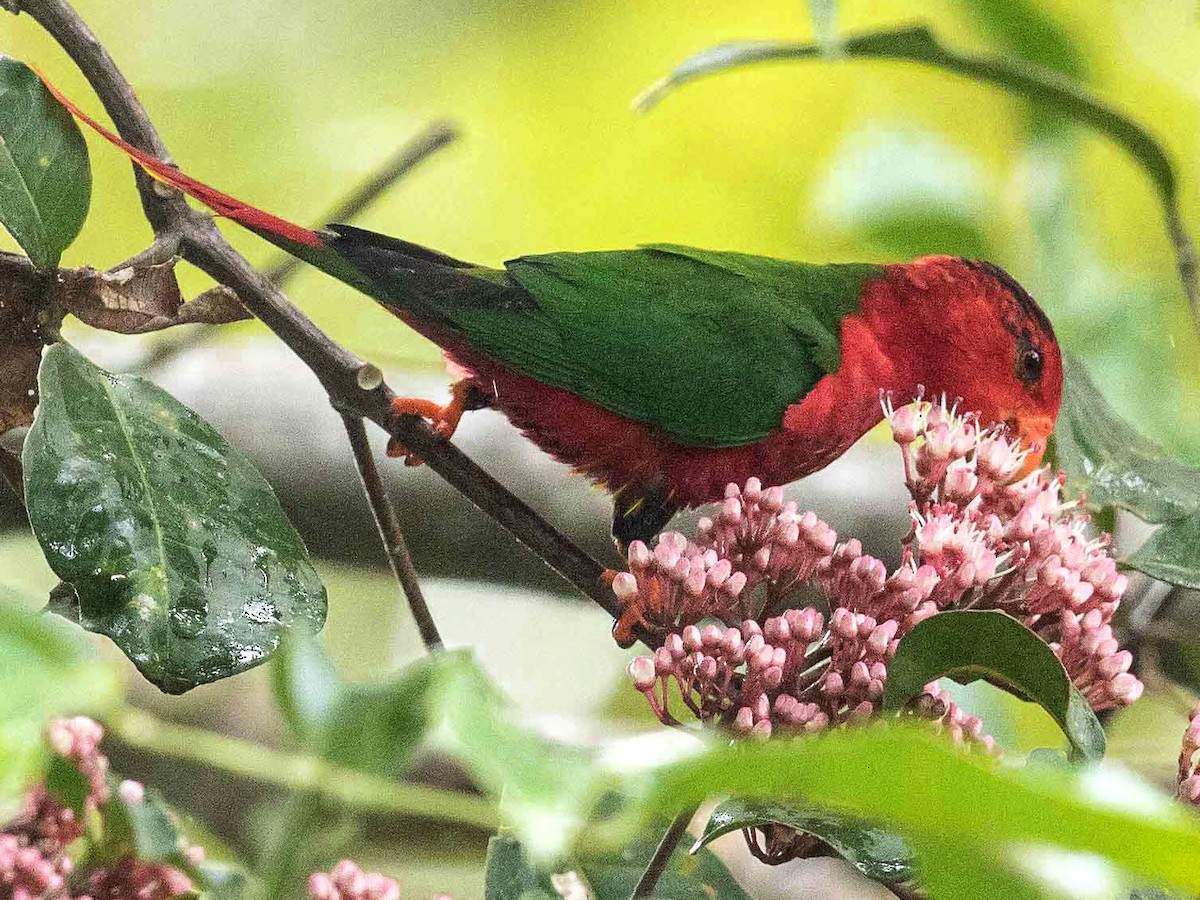 アカオキスジインコ - eBird