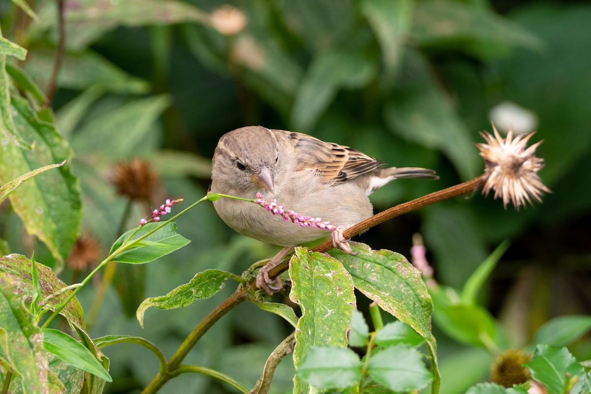 House Sparrow - ML263625141