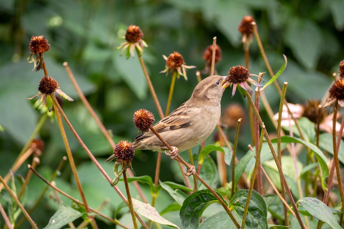 House Sparrow - ML263625411