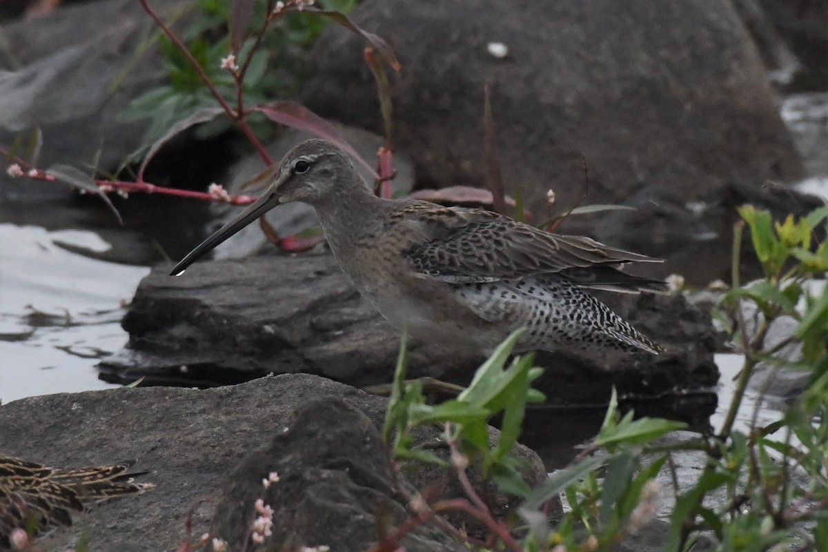 Long-billed Dowitcher - ML263625751