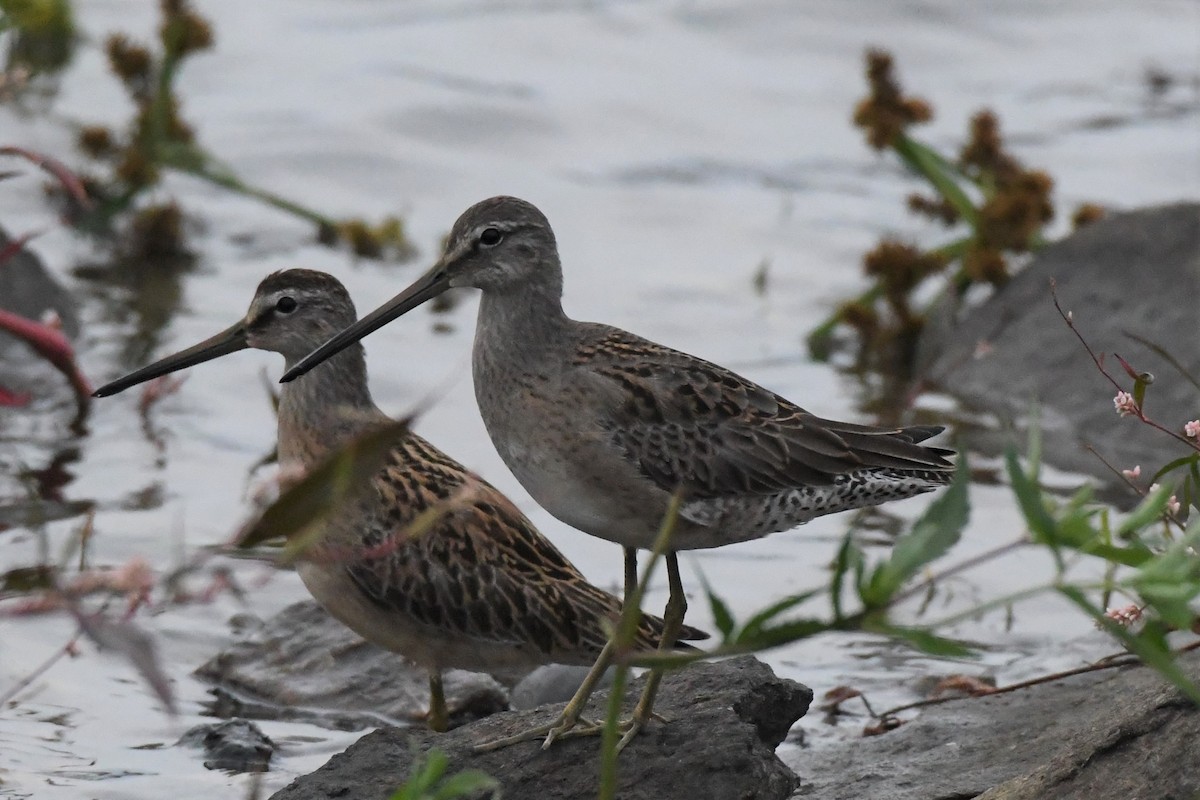 Long-billed Dowitcher - ML263625761