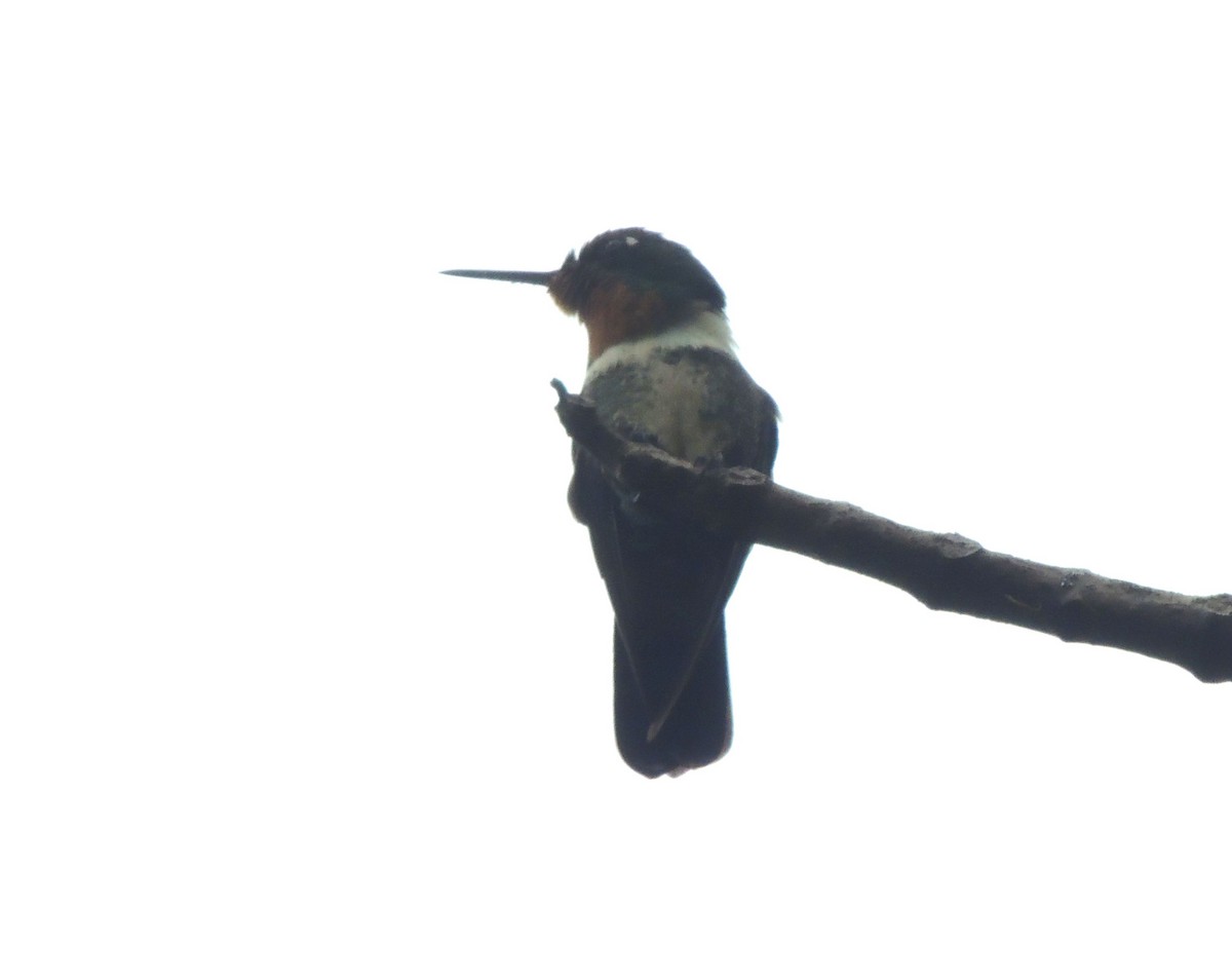 Colibrí Gorjiamatista (grupo amethysticollis) - ML263627001