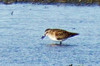 sandsnipe - ML263627791