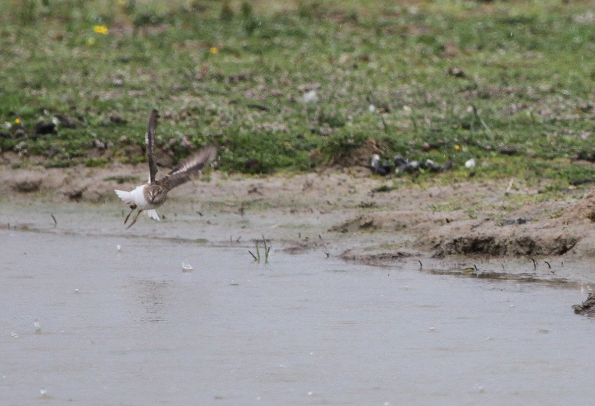 Temminck's Stint - Alexander Lees