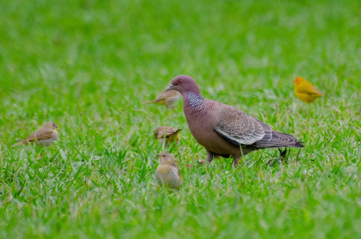 Picazuro Pigeon - Marcos Eugênio Birding Guide