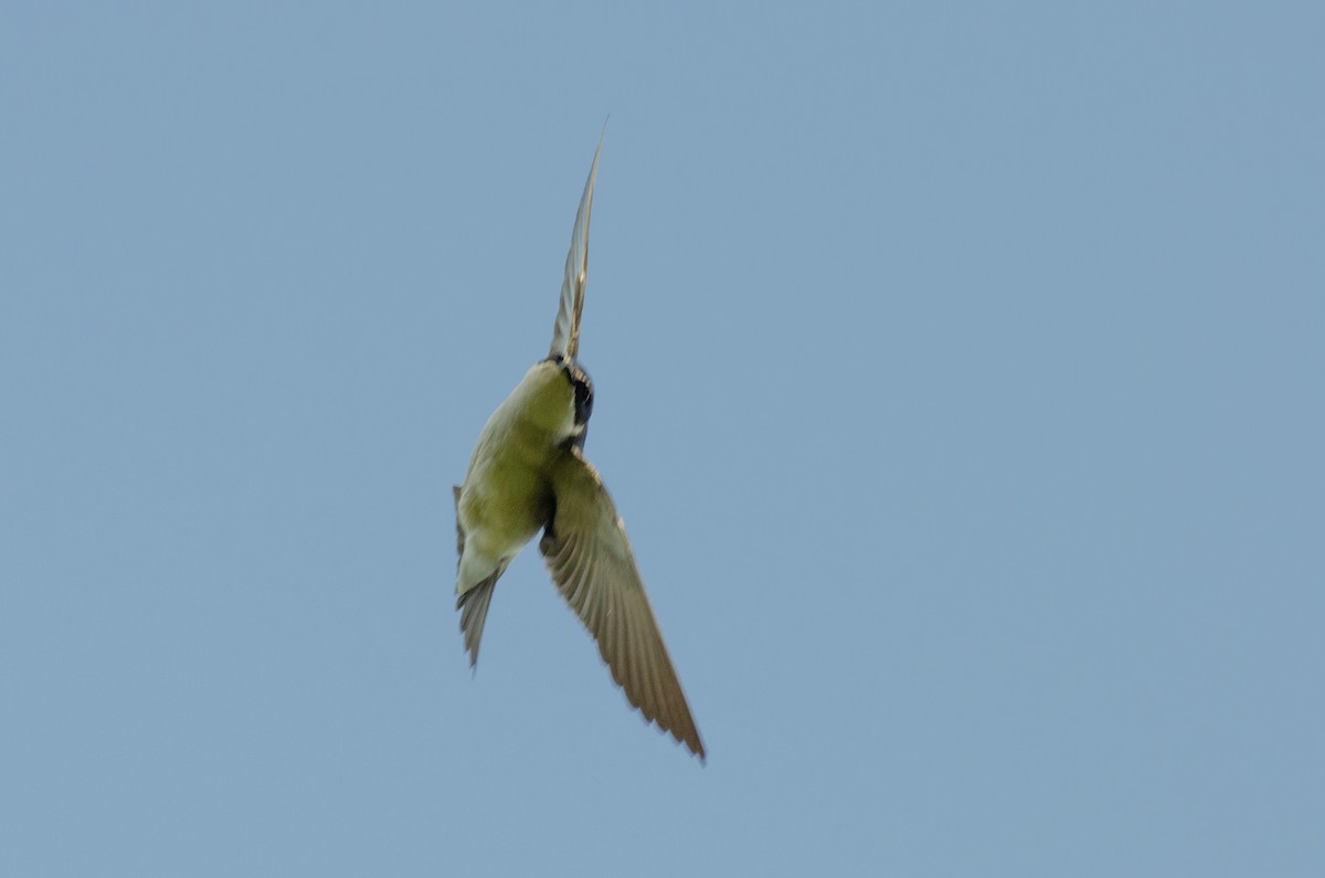 White-rumped Swallow - ML263629801