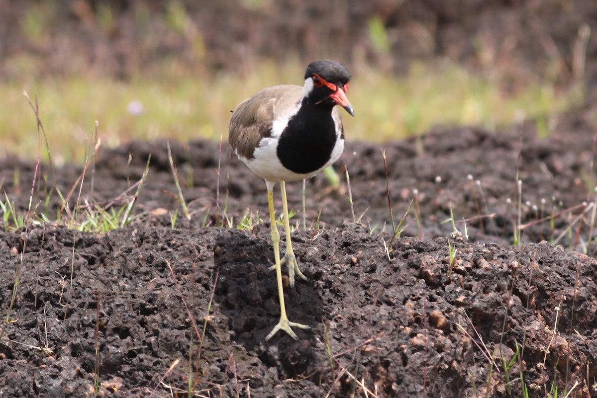 Red-wattled Lapwing - Nisha TK