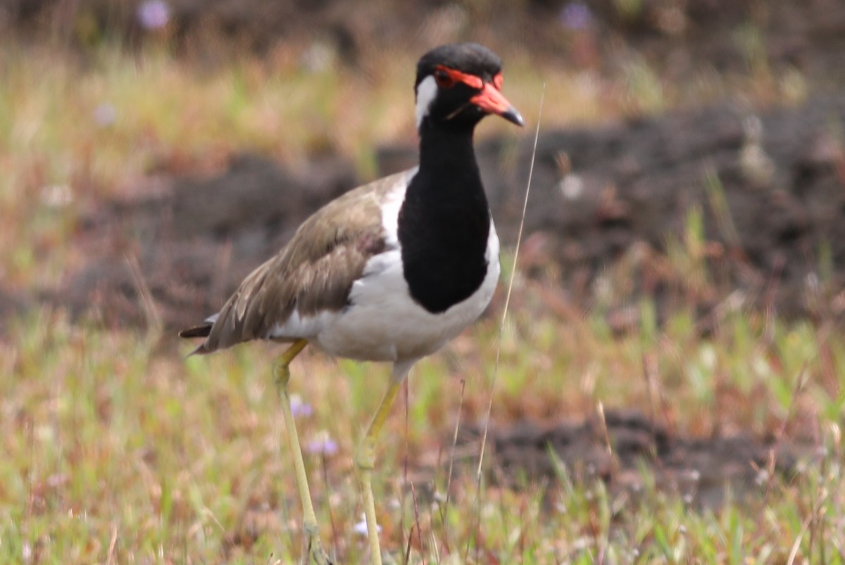 Red-wattled Lapwing - Nisha TK