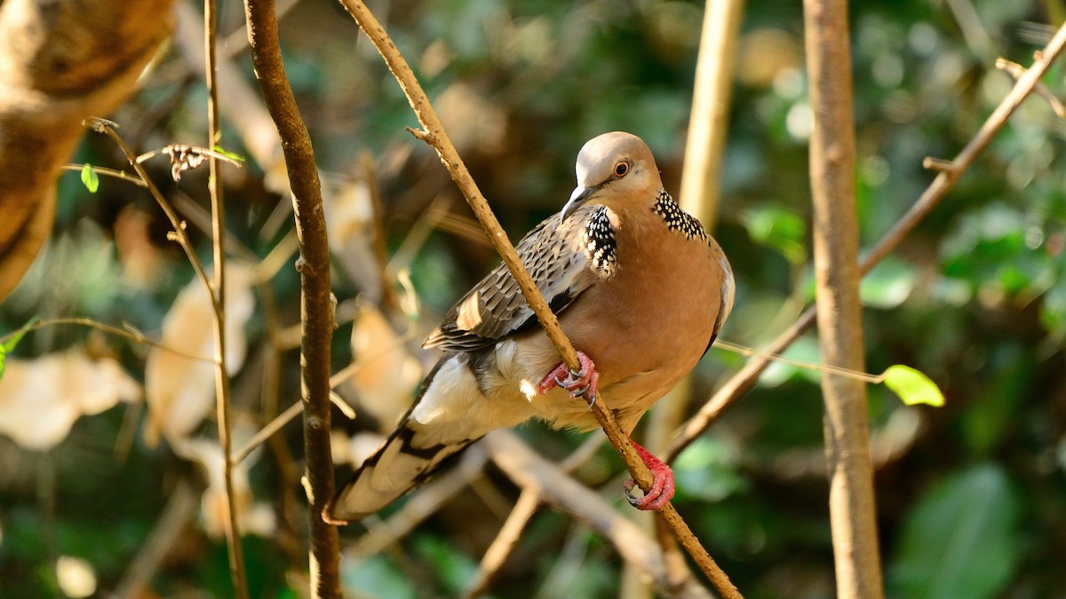 Spotted Dove - ML263630841