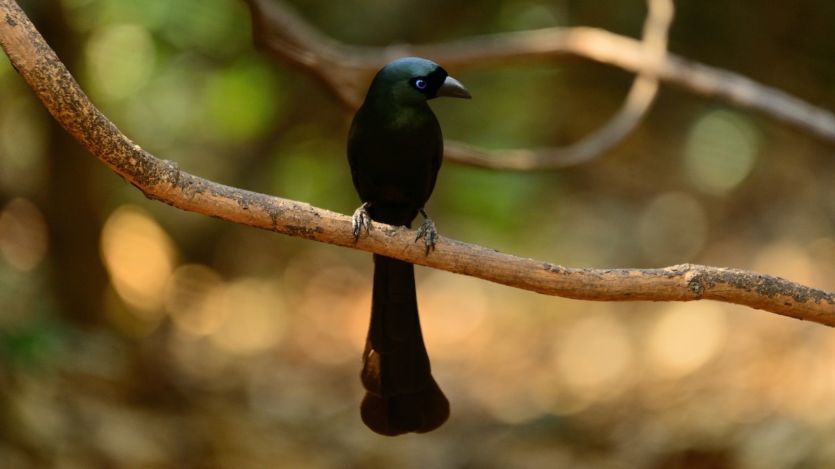 Racket-tailed Treepie - xiwen CHEN