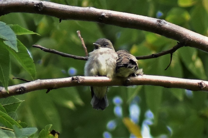 Eastern Wood-Pewee - ML263631461