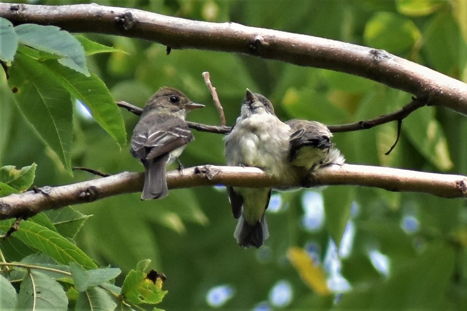 Eastern Wood-Pewee - ML263631571