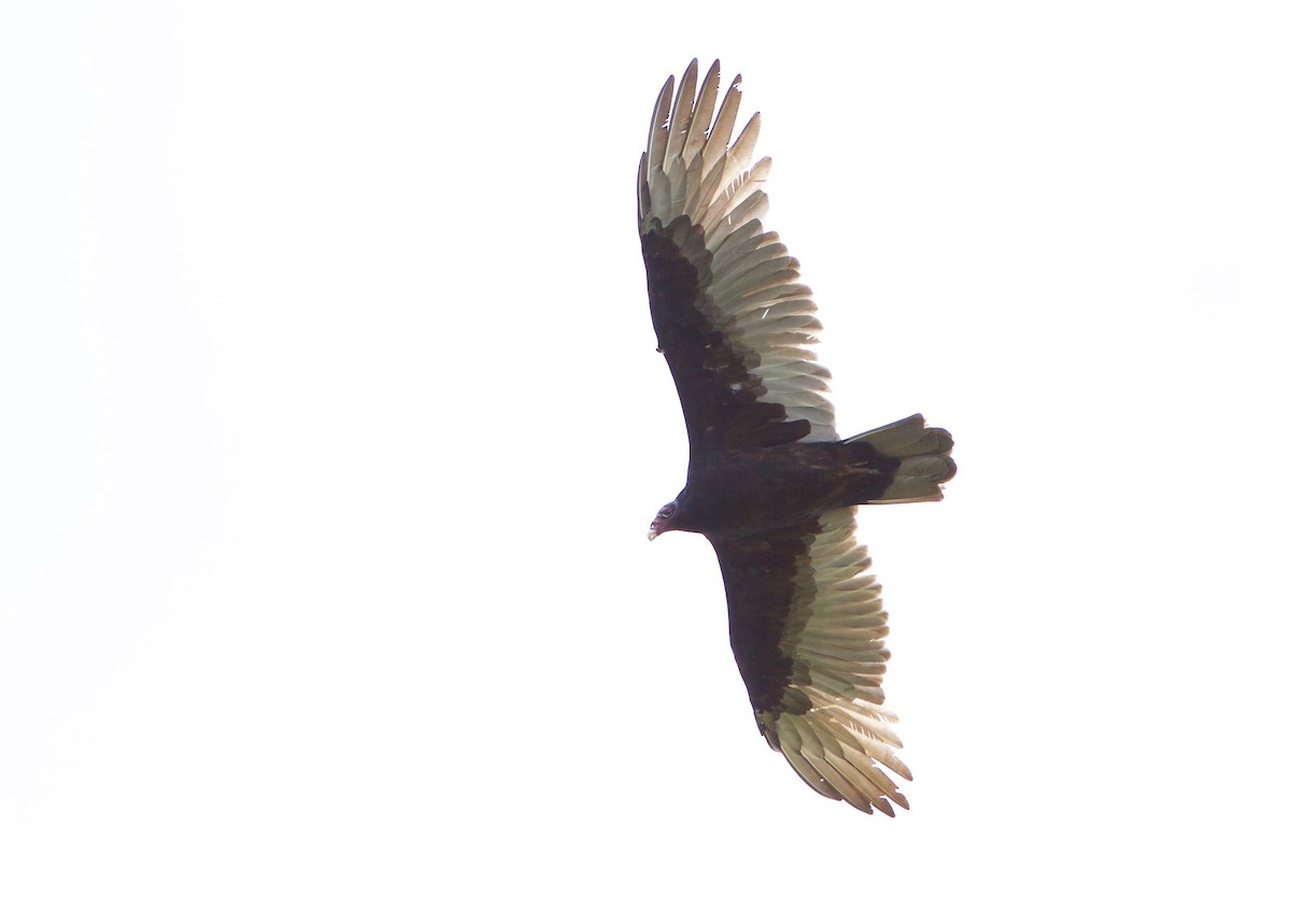 Turkey Vulture - ML263631631