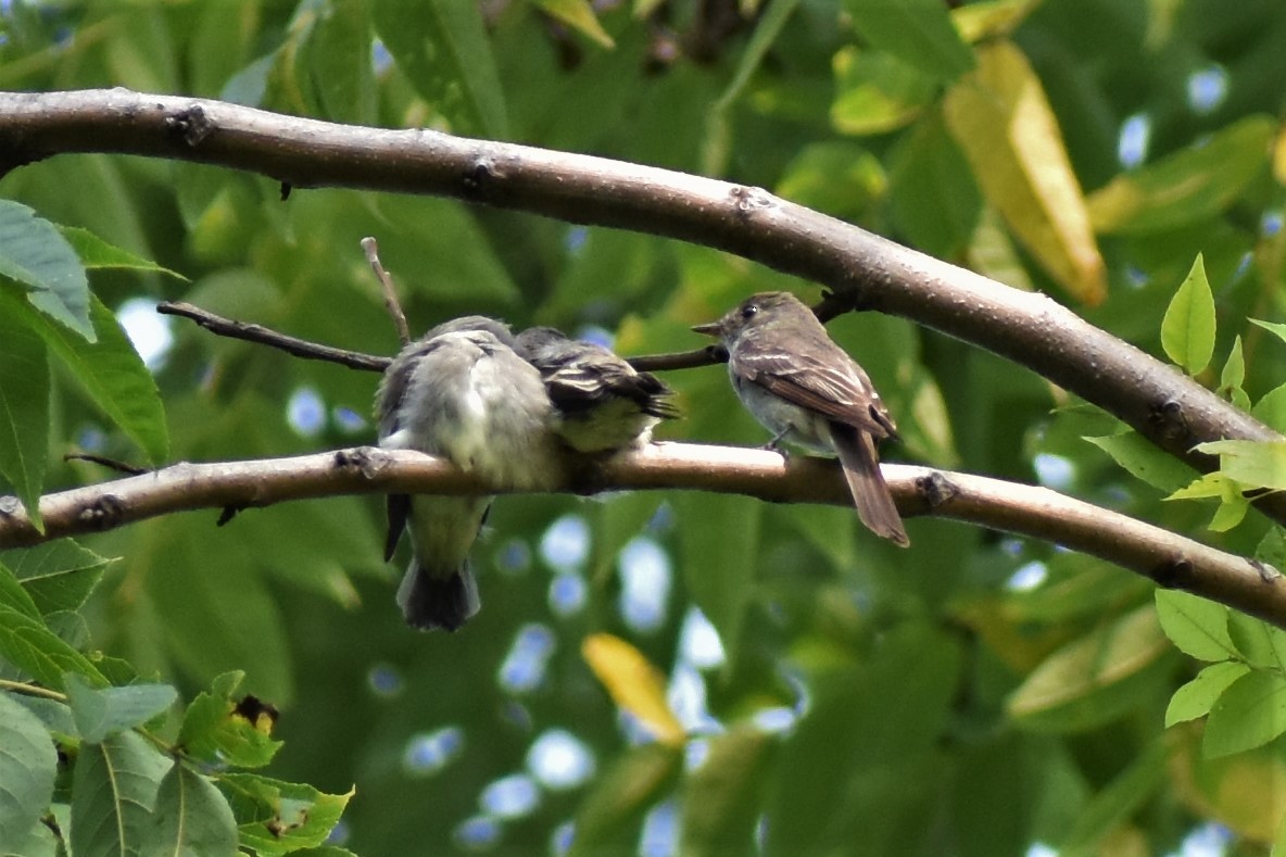 Eastern Wood-Pewee - ML263631641