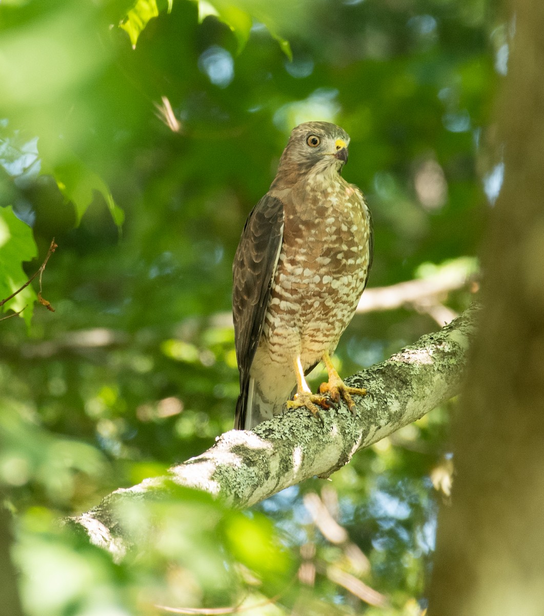 Broad-winged Hawk - ML263632211