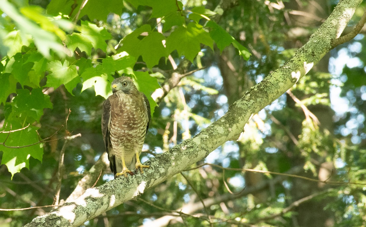 Broad-winged Hawk - ML263632241