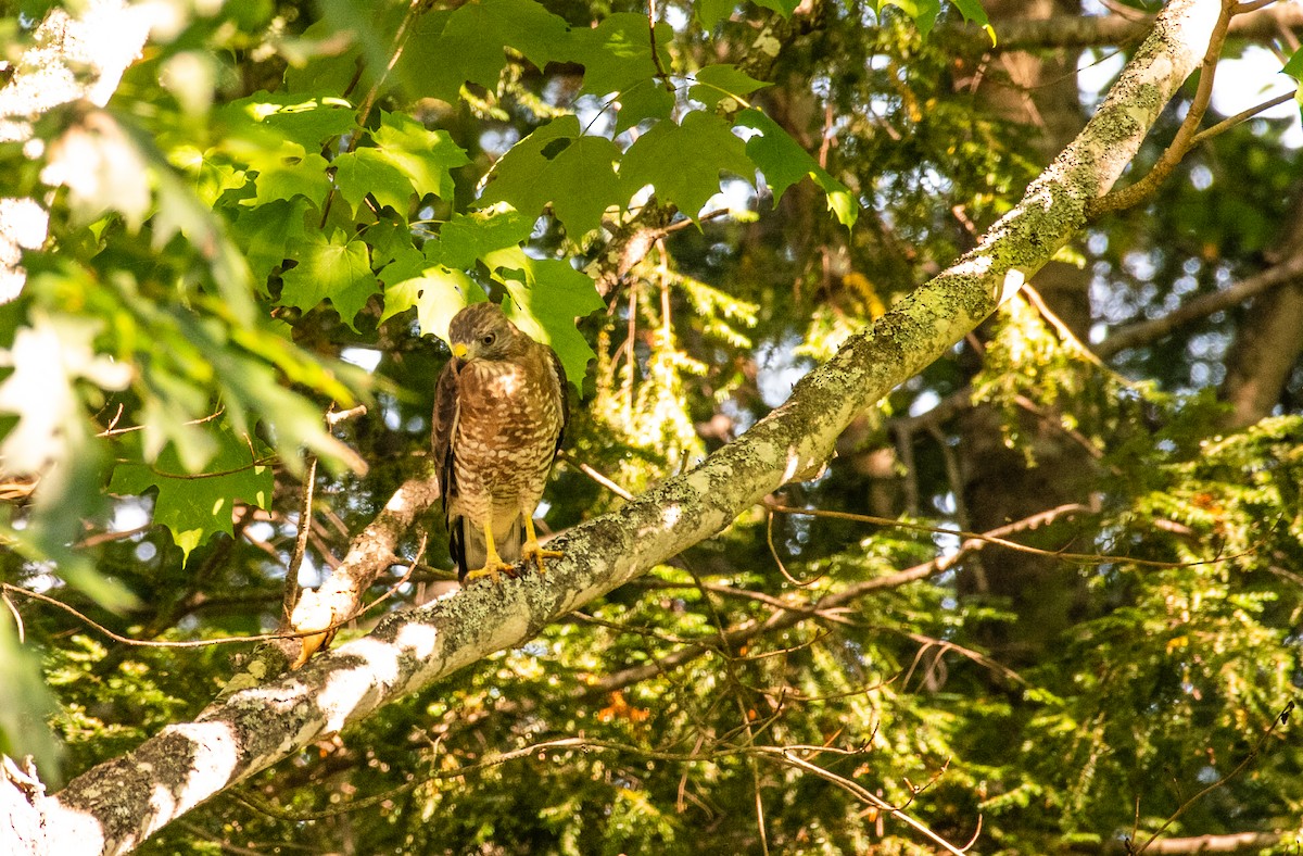 Broad-winged Hawk - ML263632251