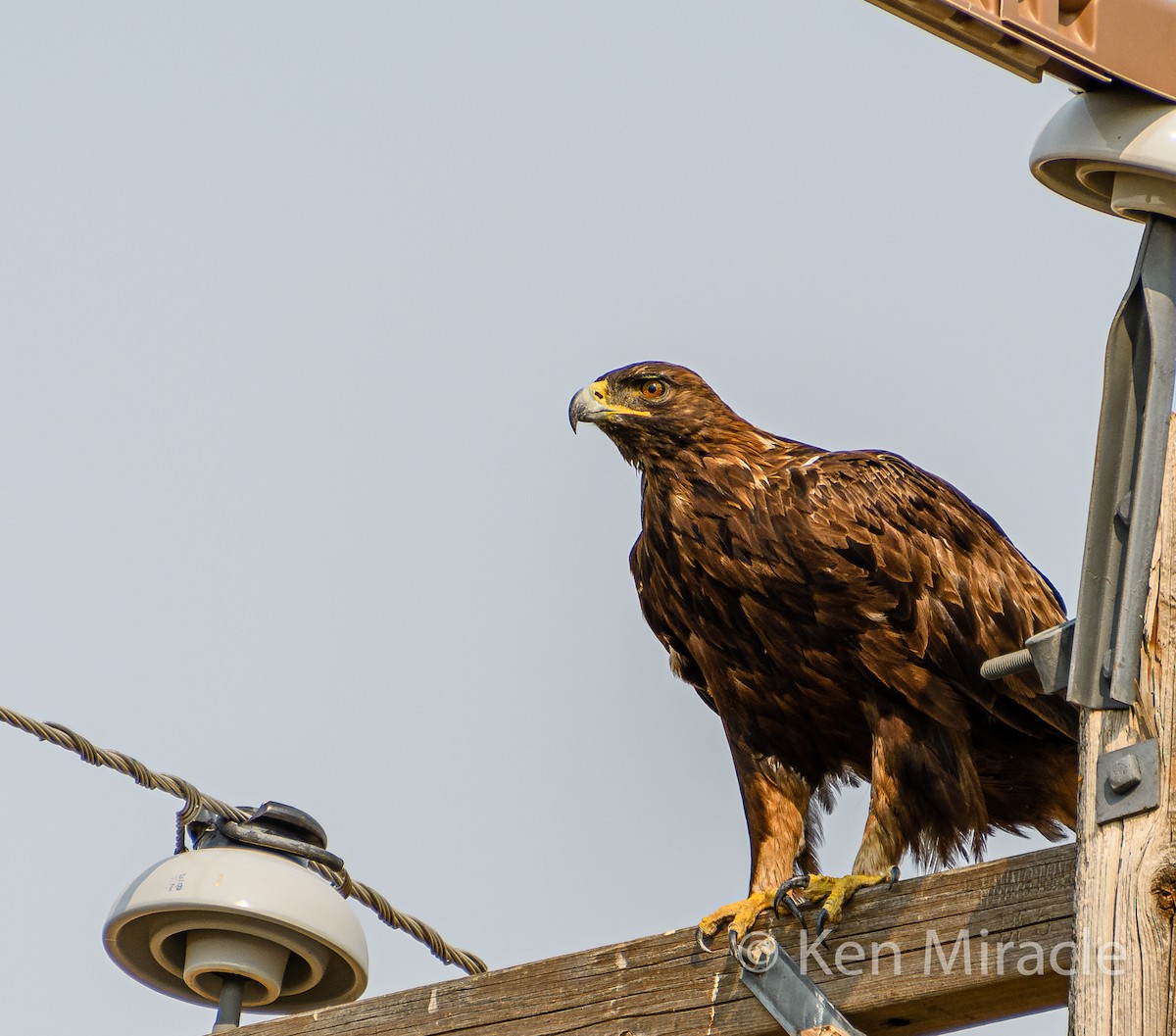 Golden Eagle - ML263634131