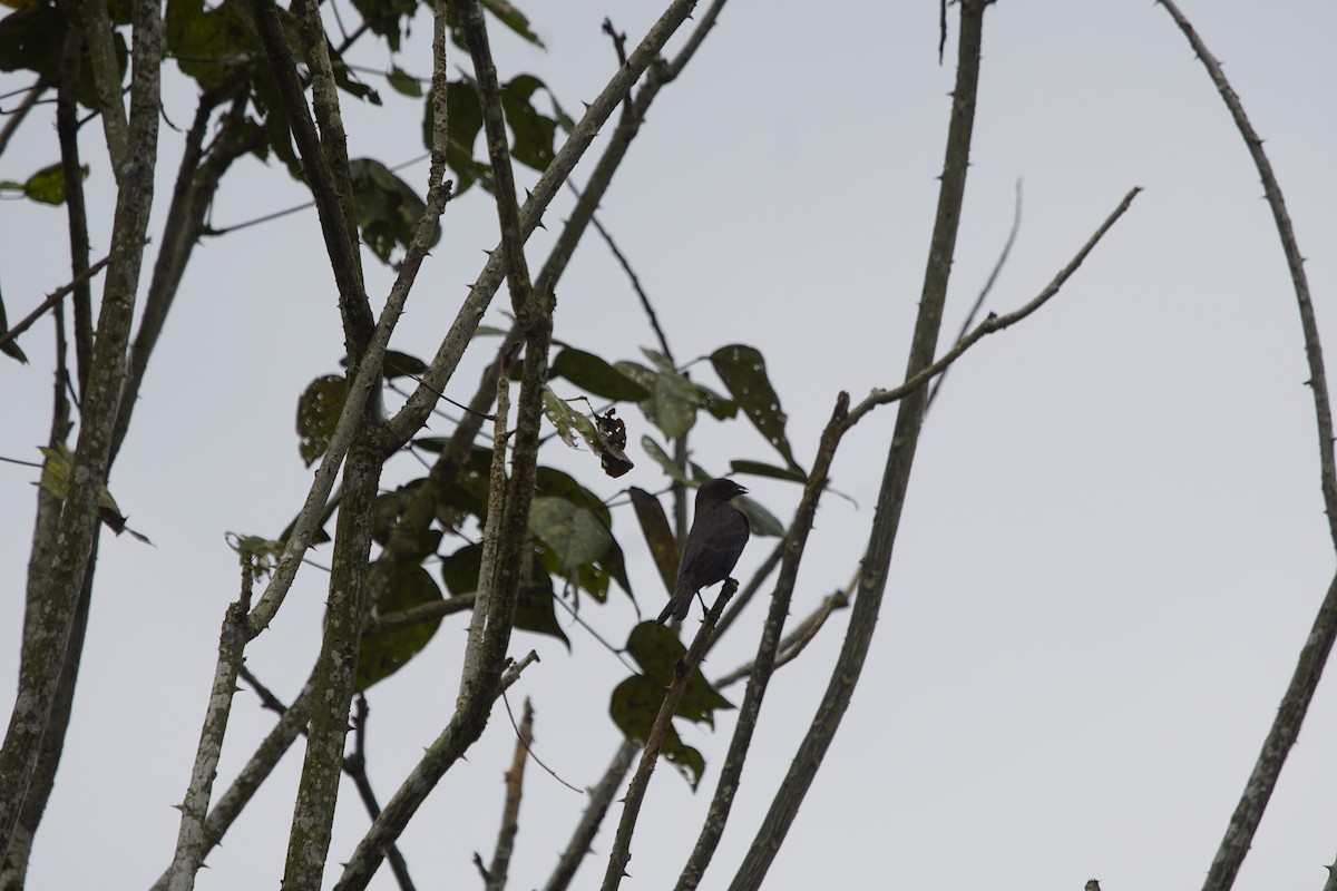 Scrub Blackbird - ML263634351