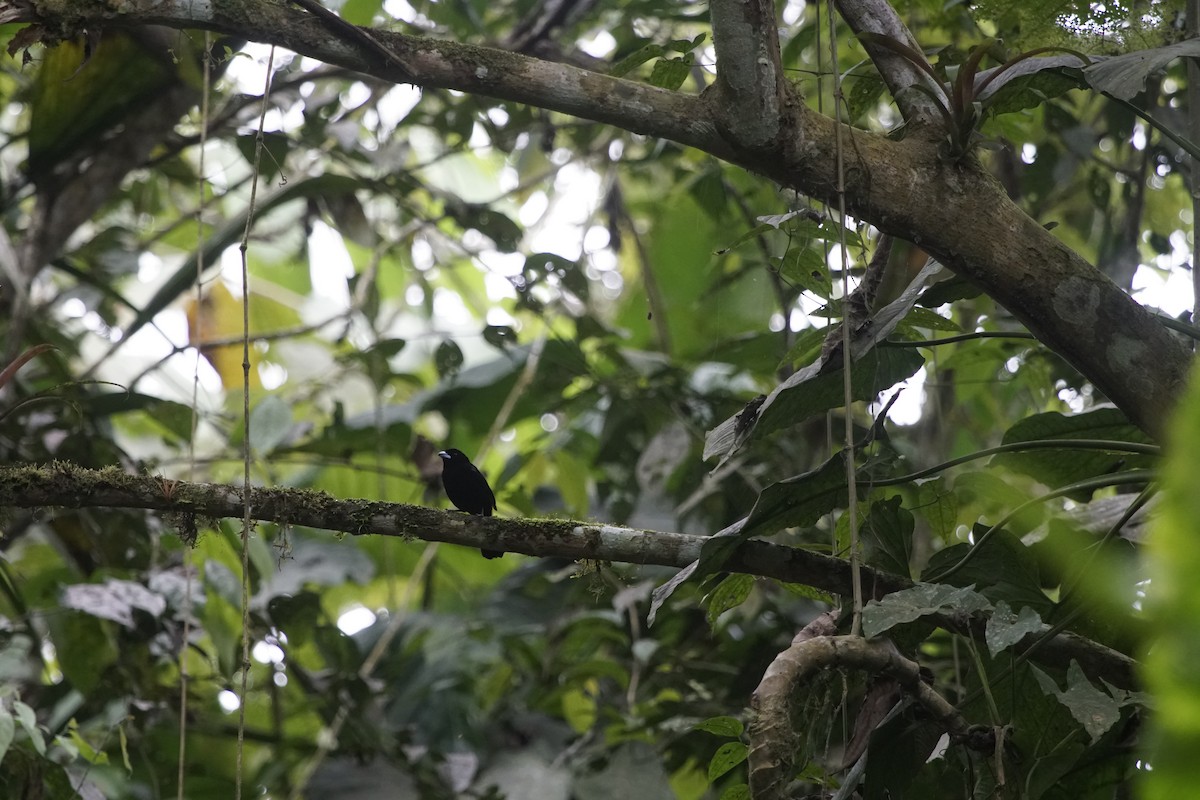 Flame-rumped Tanager - ML263634611