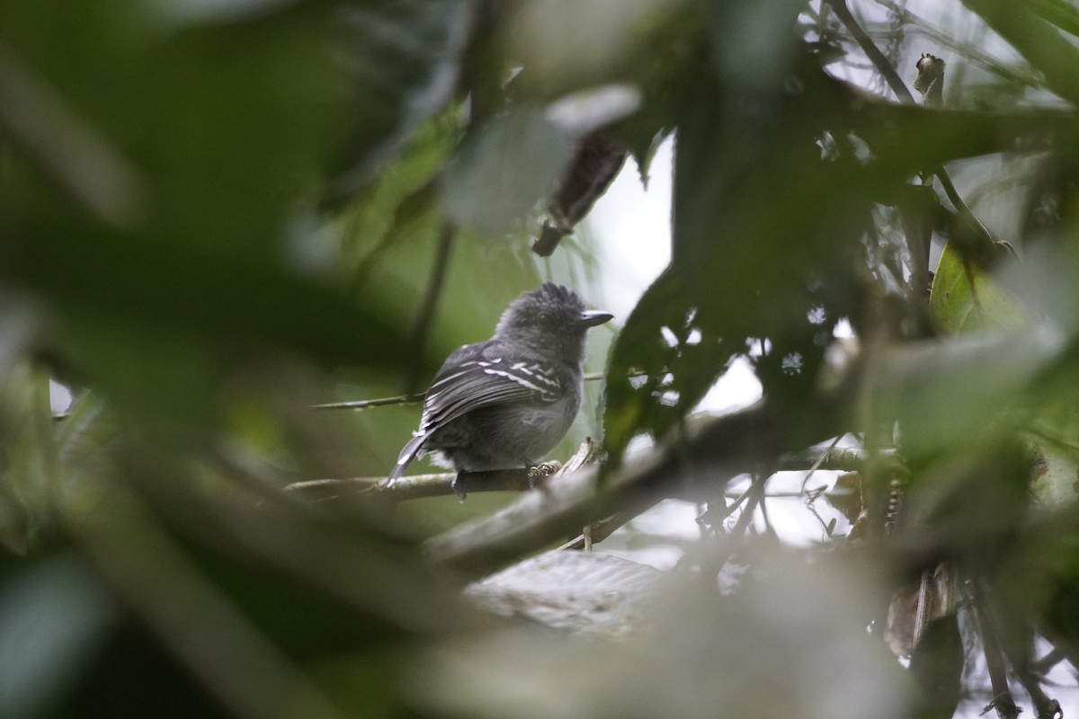 Black-crowned Antshrike - ML263634911