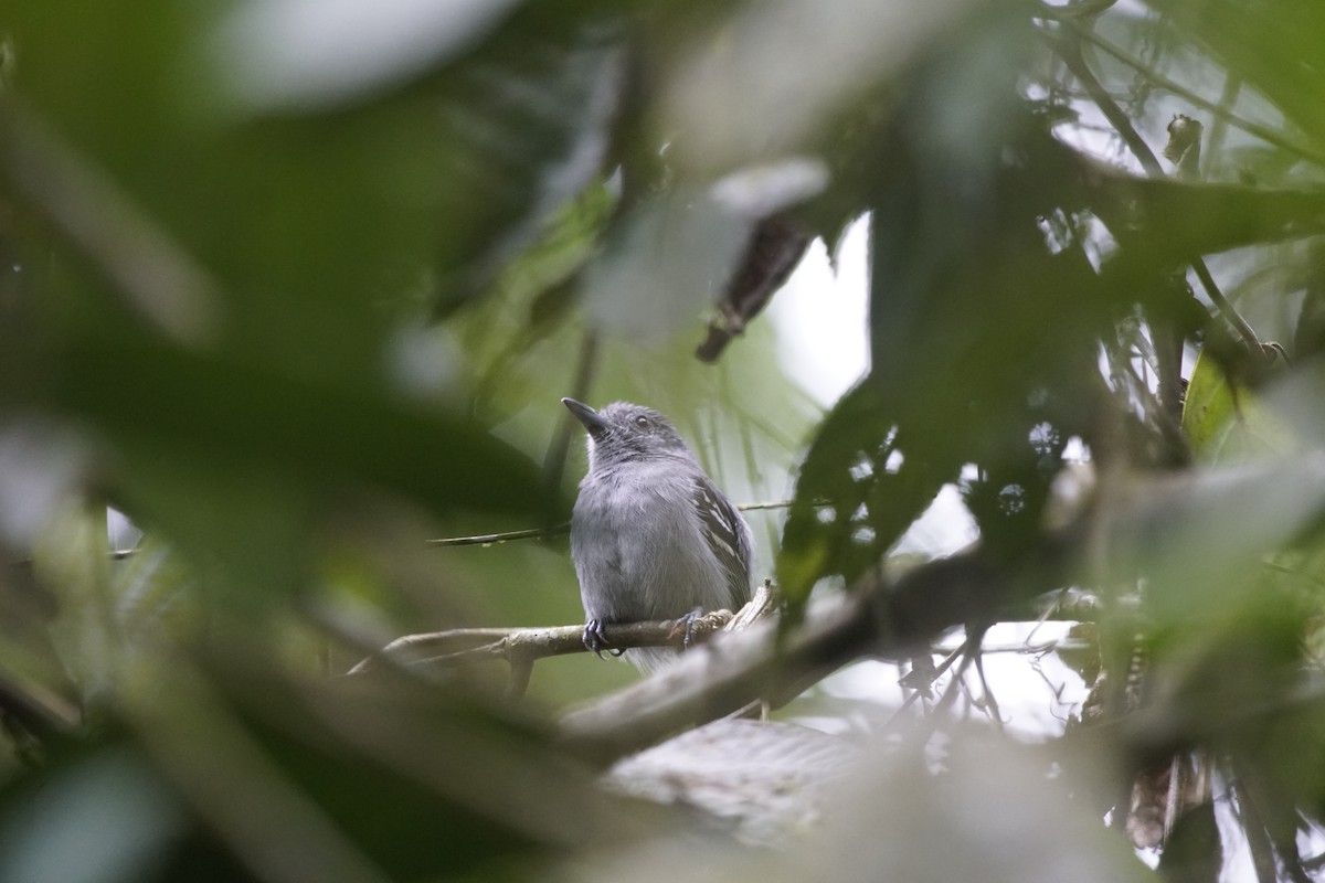 Black-crowned Antshrike - ML263635041