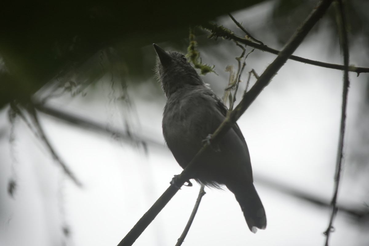 Black-crowned Antshrike - ML263635071