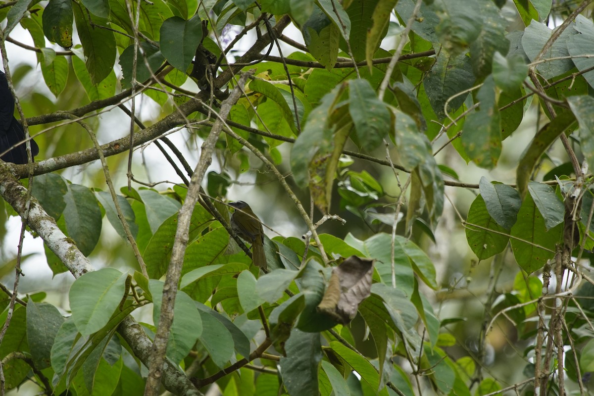 Buff-throated Saltator - ML263635761