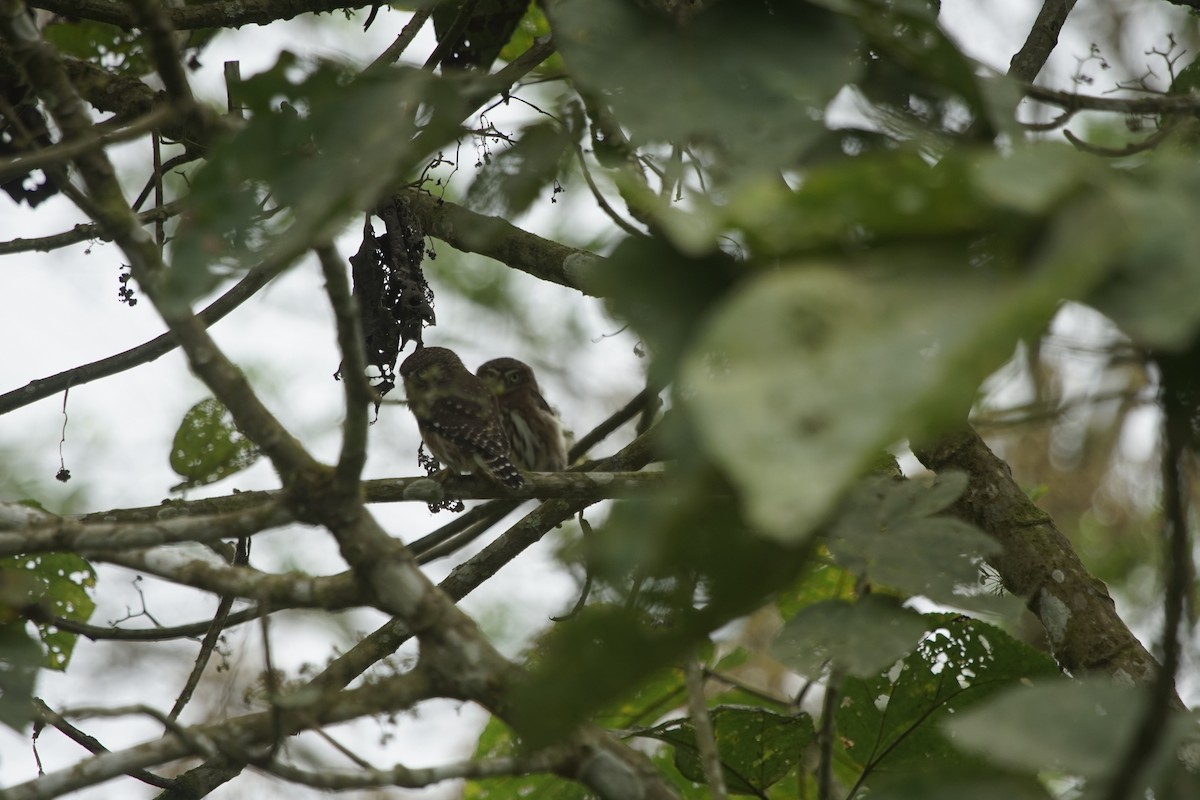 Peruvian Pygmy-Owl - ML263635861