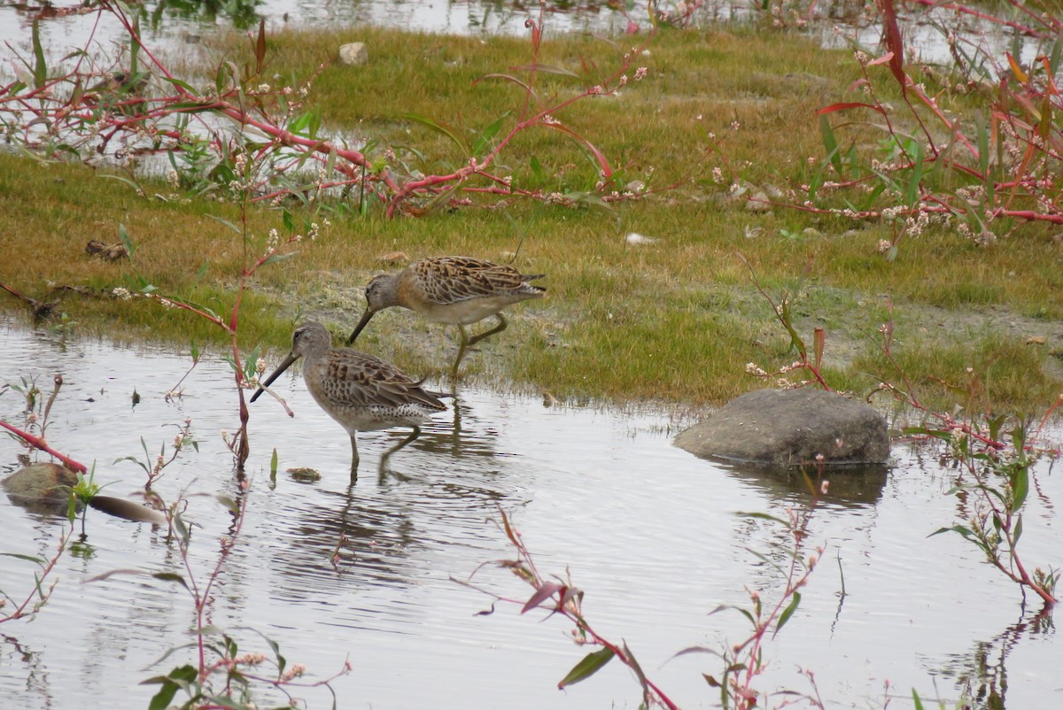 Long-billed Dowitcher - ML263636111