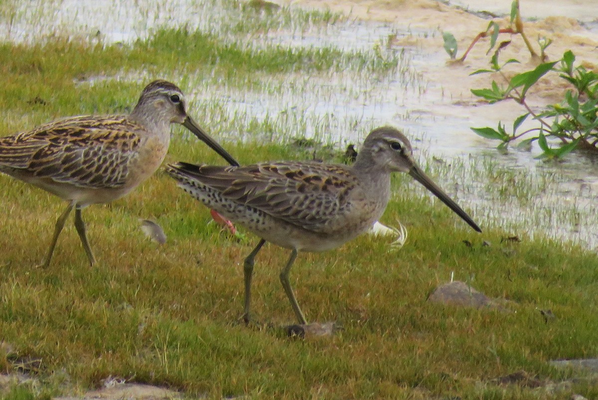 Long-billed Dowitcher - ML263636121