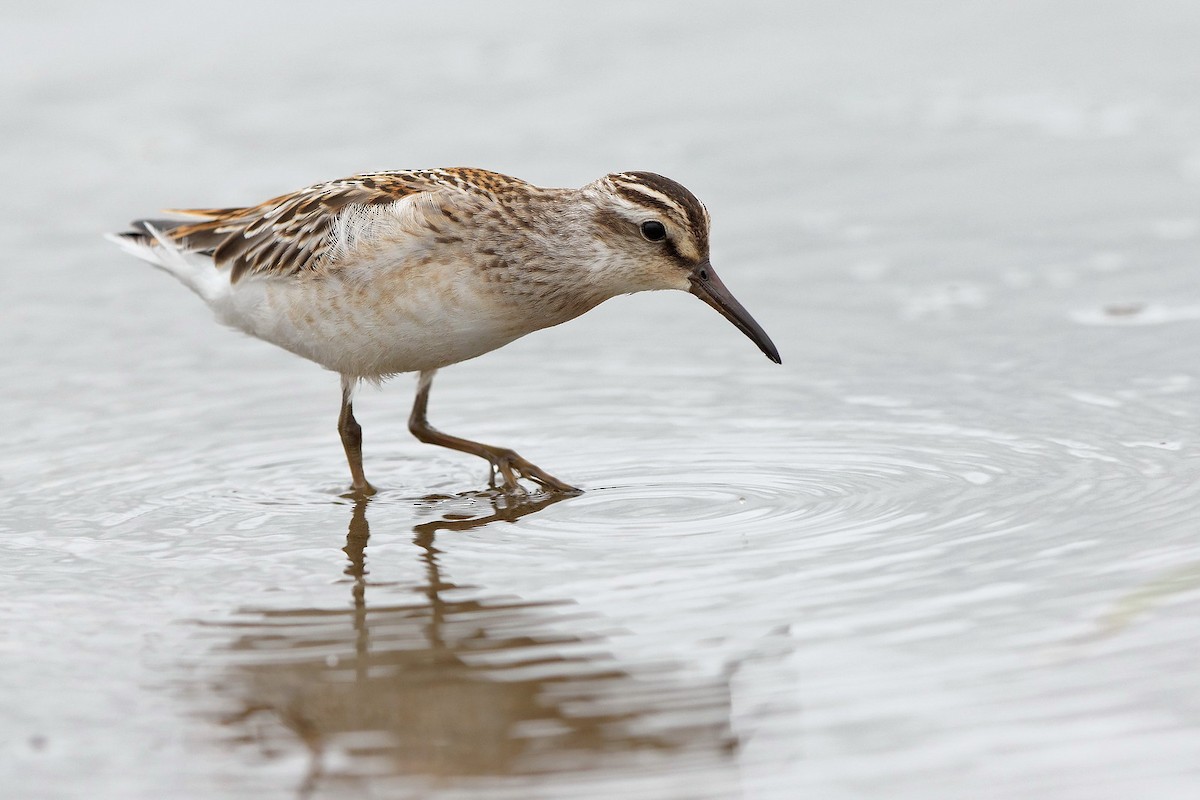 Broad-billed Sandpiper - ML263638101