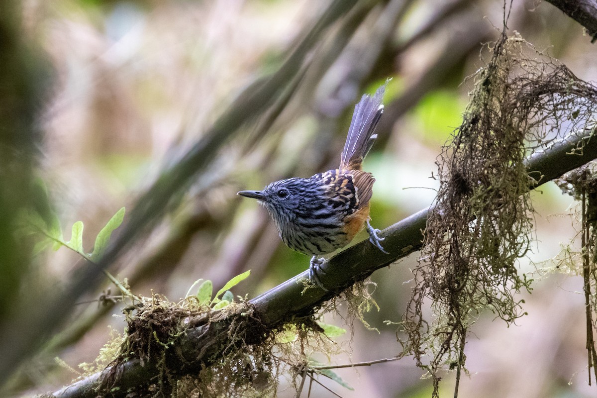 Streak-headed Antbird - Thibaud Aronson