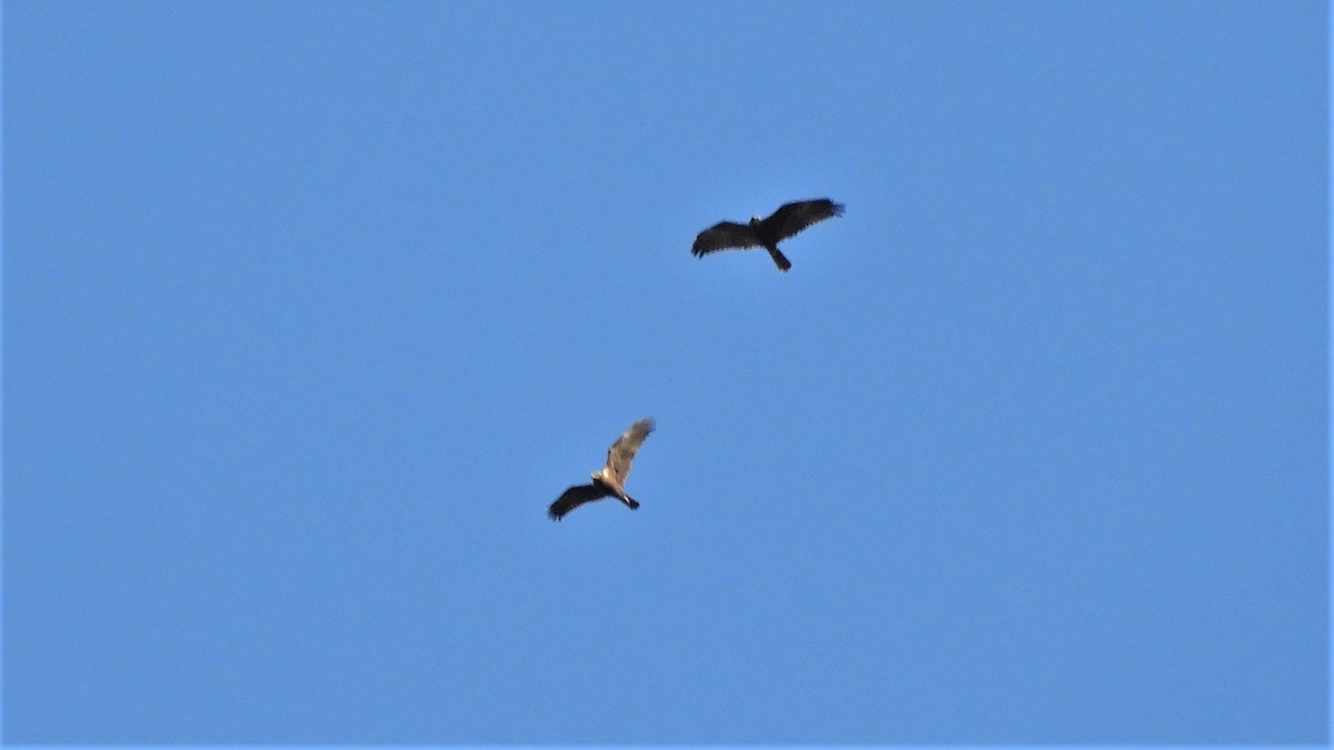 Western Marsh Harrier - ML263640531