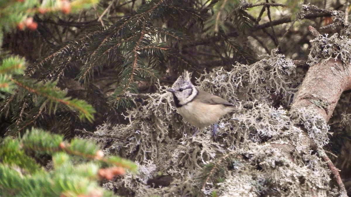 Crested Tit - ML263640621