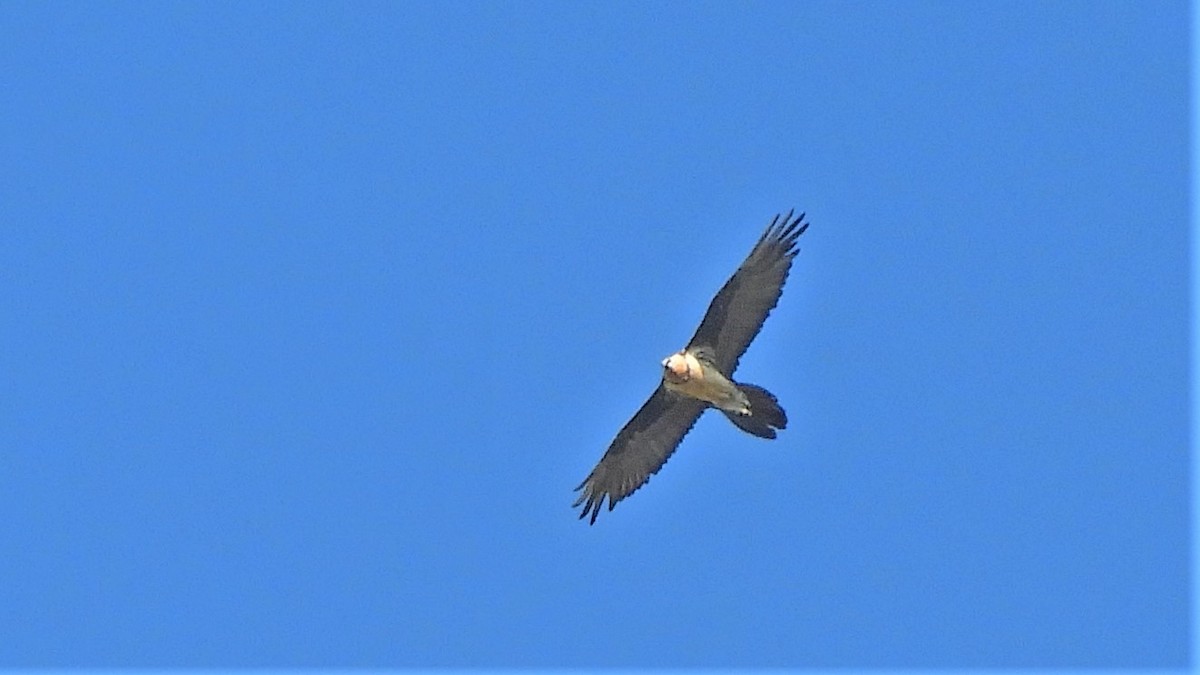 פרס - ML263640761
