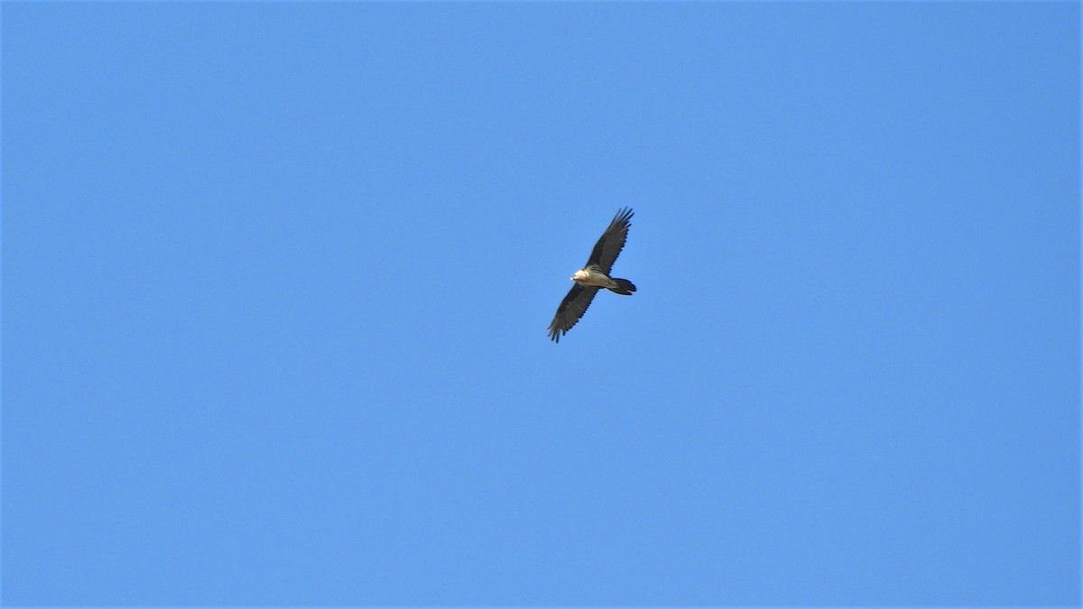 פרס - ML263640781