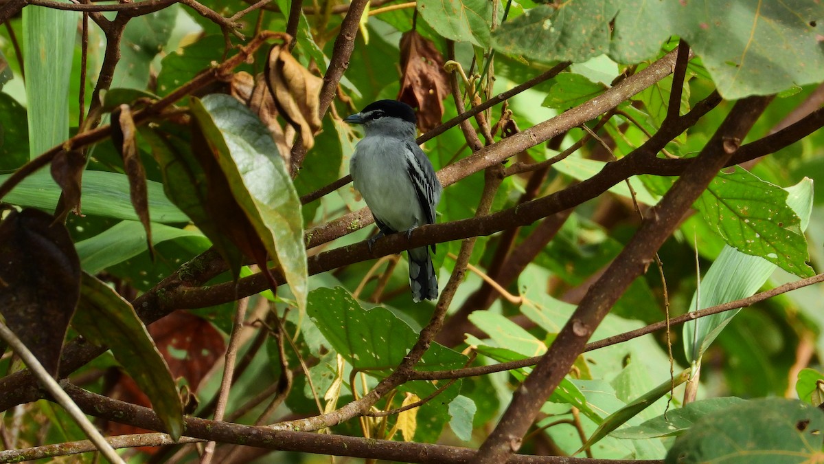 Black-and-white/Cryptic Becard - Jorge Muñoz García   CAQUETA BIRDING