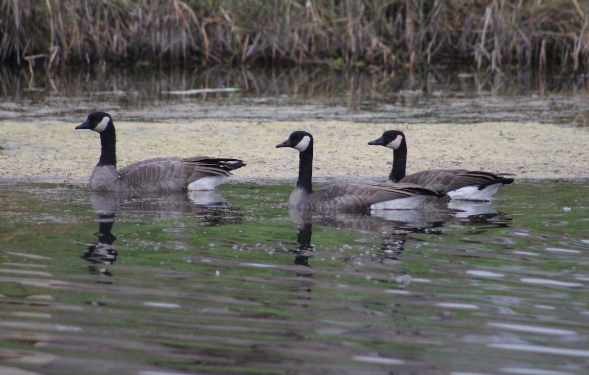 Canada Goose - ML263642951