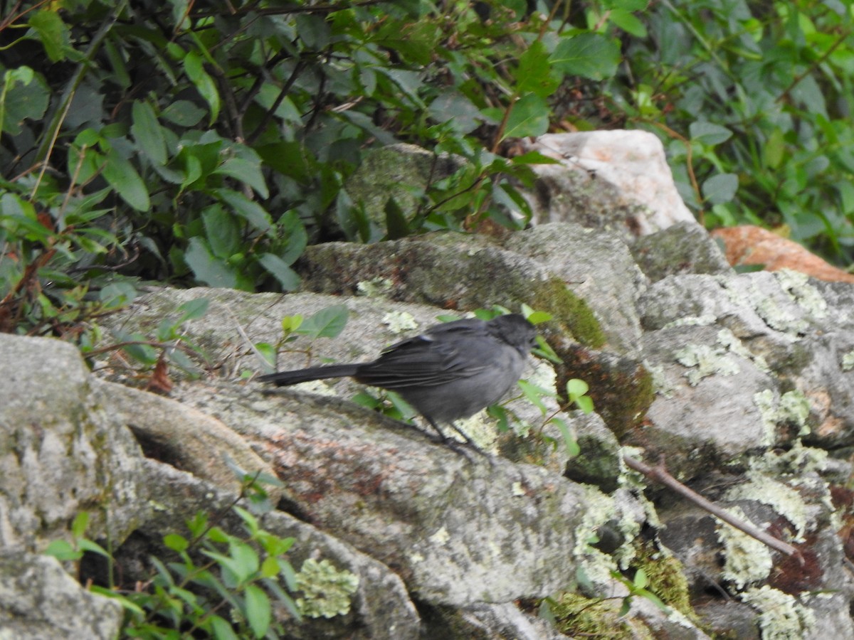 Gray Catbird - ML263643691