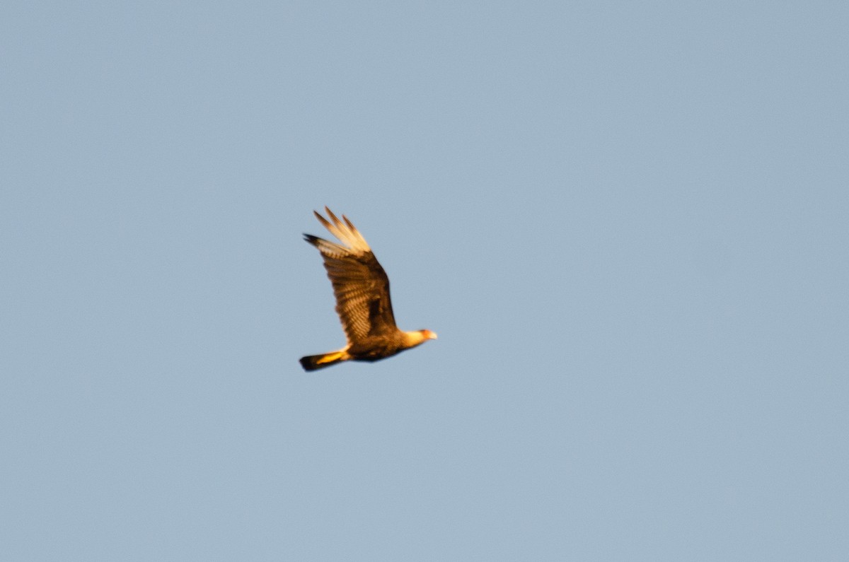 Caracara huppé (plancus) - ML263645171