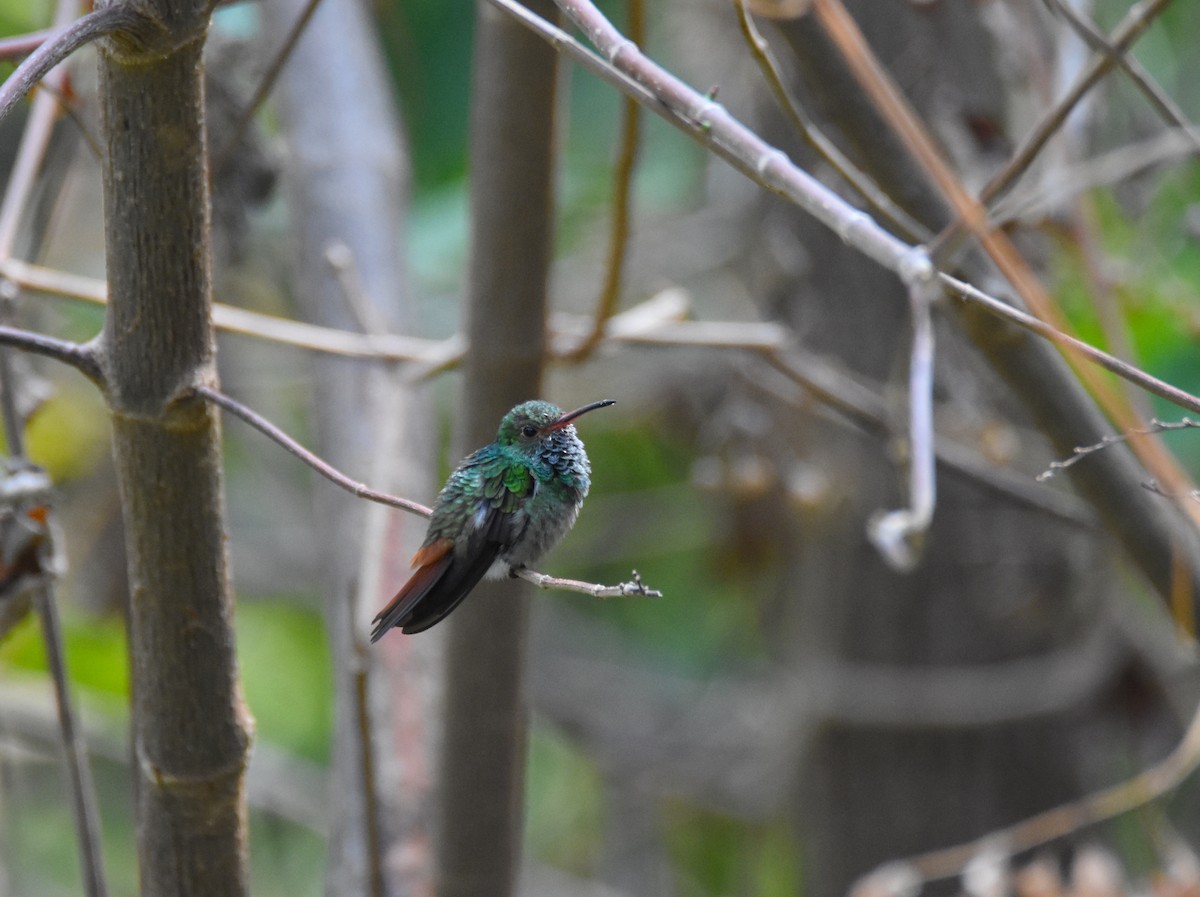 Rufous-tailed Hummingbird - Luke Berg