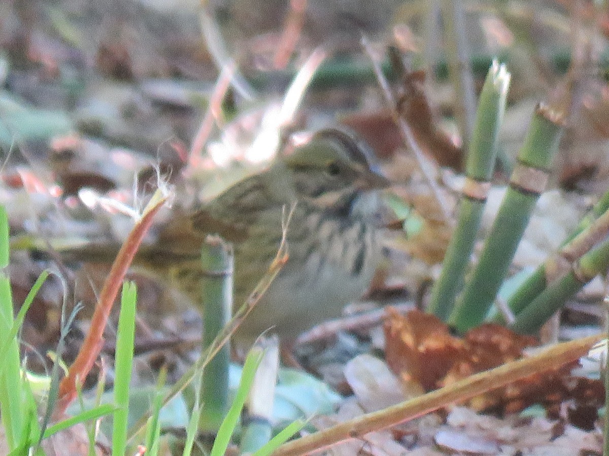 Lincoln's Sparrow - ML263646231