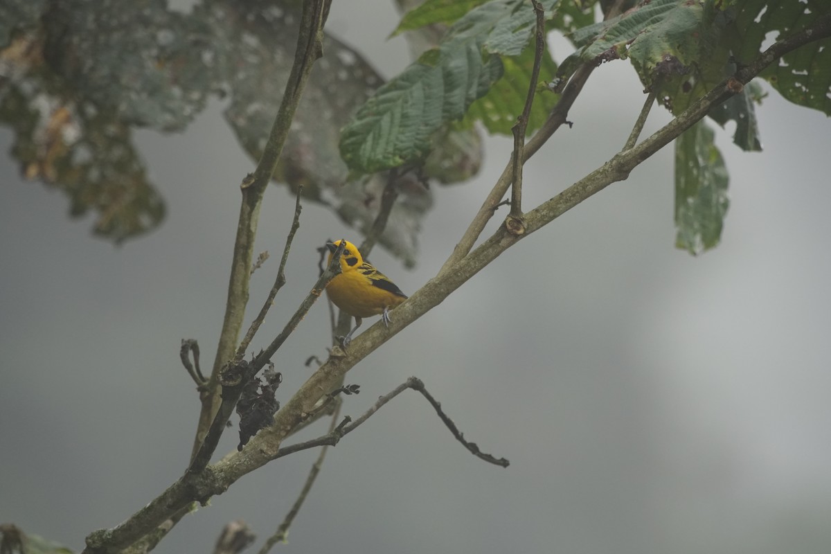 Golden Tanager - ML263646651